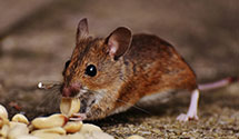 24 Hour & Emergency Exterminators in Turkey City, PA